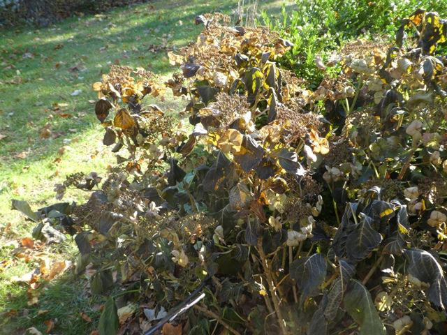 How to protect hydrangeas from frost before cold weather hits