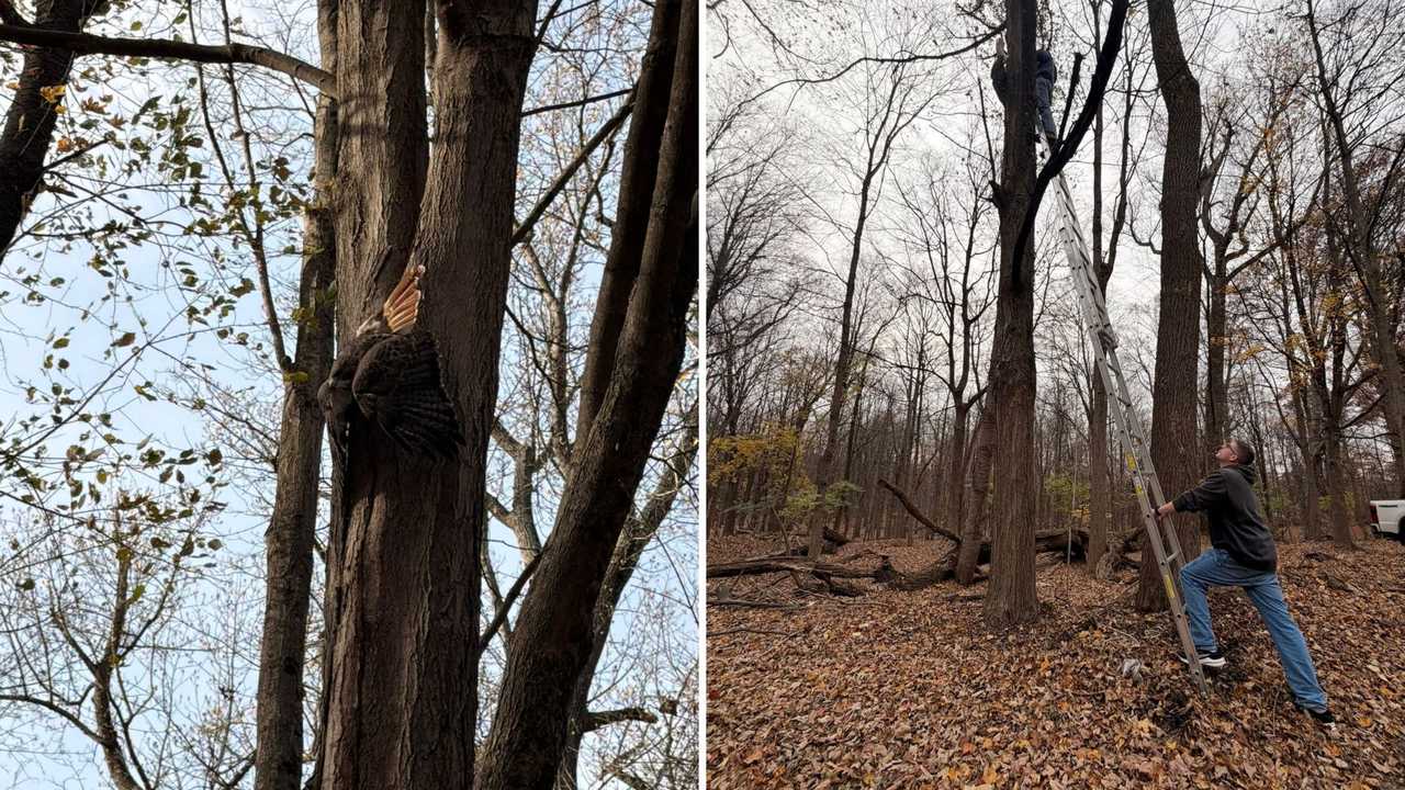 Falcon Rescued After Getting Trapped In Tree At Cemetery In Rockland County