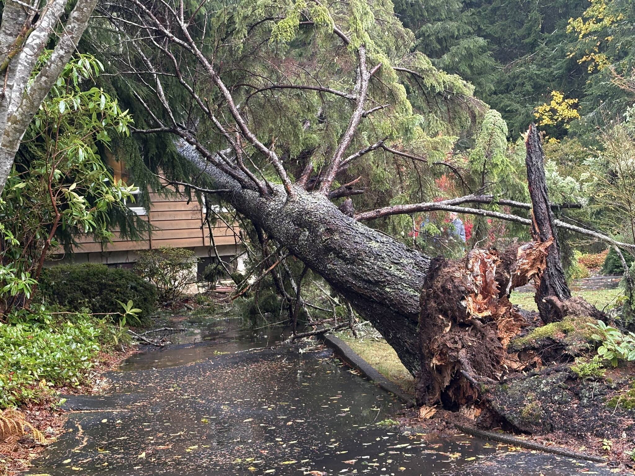 Storm downs trees, knocks out power and leaves a sea lion parked on a road