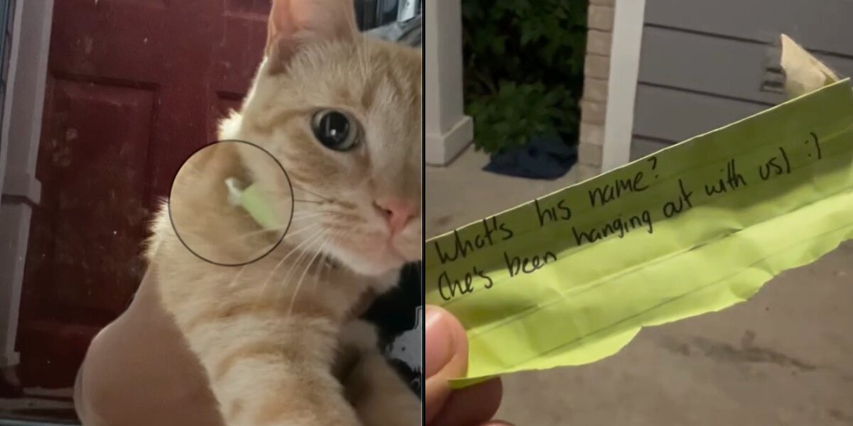 Woman Finds A Note On Her Cat’s Collar — And Realizes He’s Living A