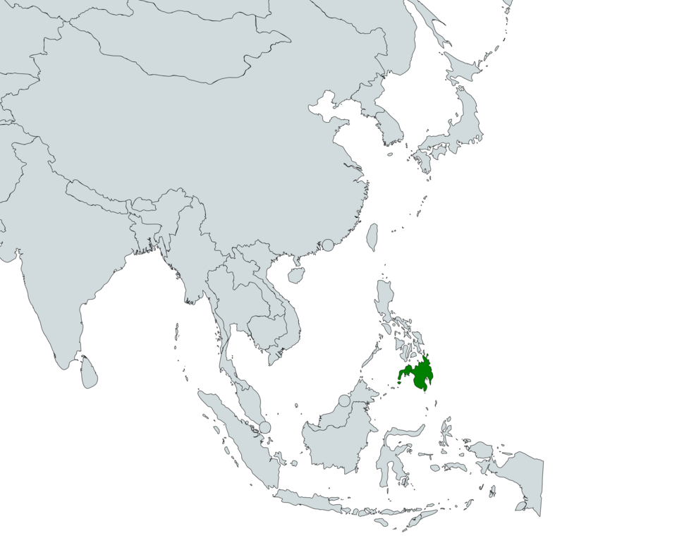 5 Fakta Menarik Burung Raja Udang Perak, Unik dan Langka!