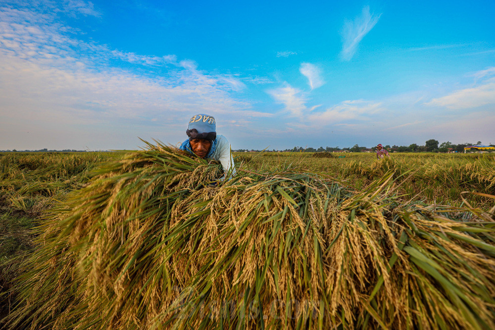 Produksi Padi Kaltim Naik 9% Akibat Panen Melimpah