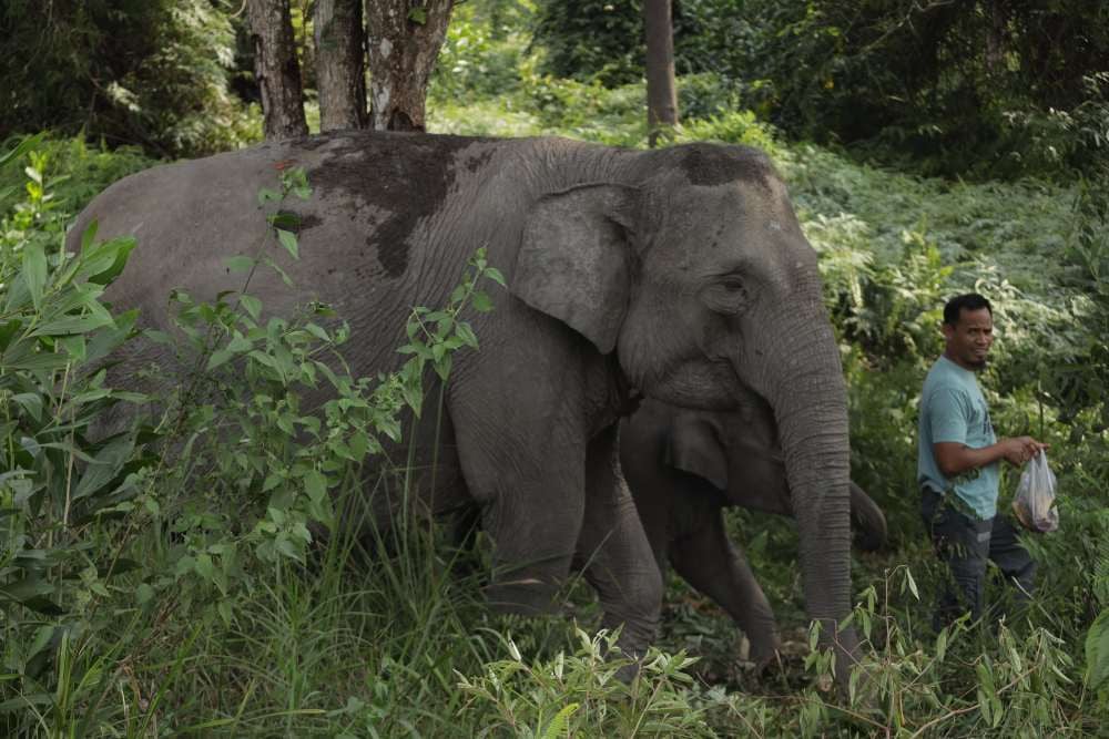 Lindungi Hutan Tropis, Prabowo Umumkan Dana 1 Miliar Dolar untuk TFFF