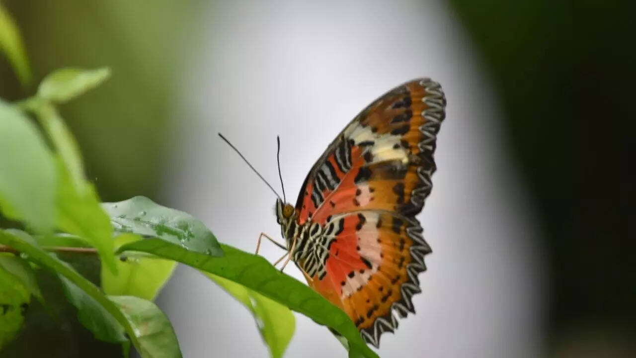 8-red-butterfly-species-found-across-the-world