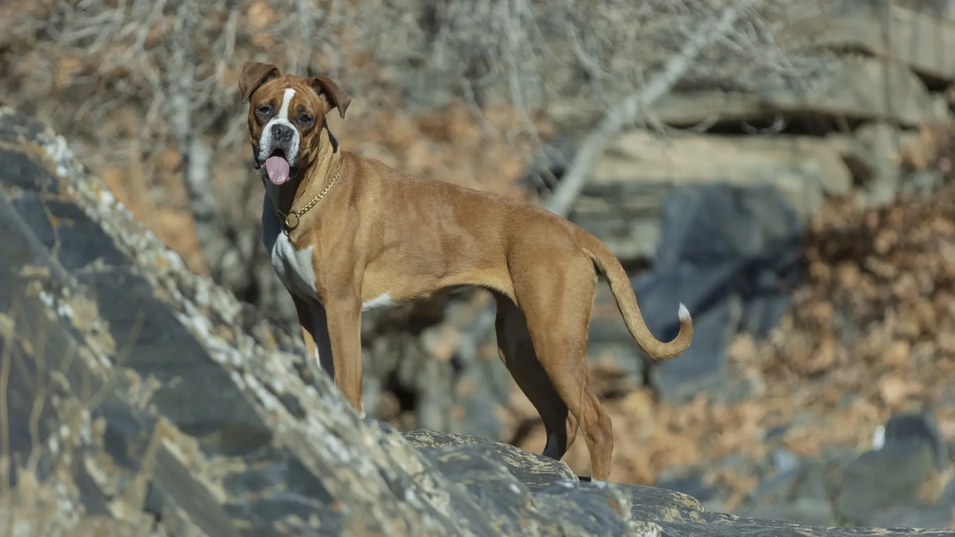 Un estudio veterinario identifica las razas de perro con más riesgo de ...