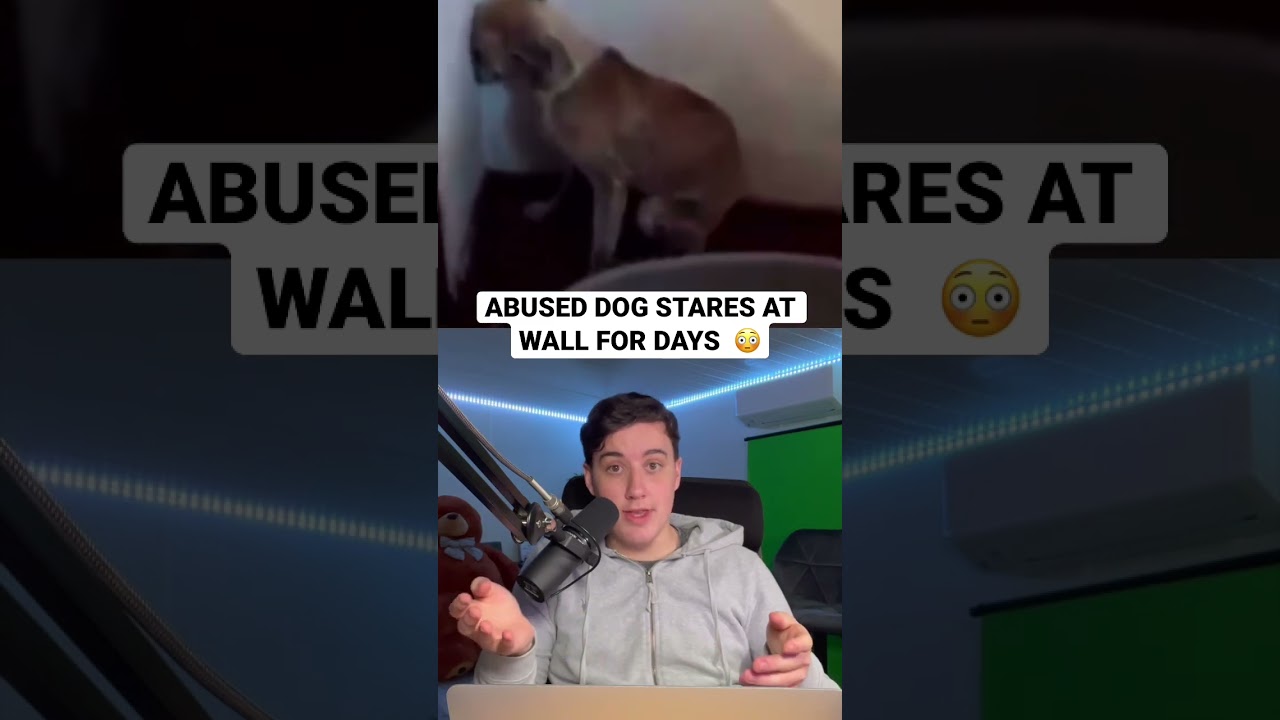 Curated visual reference: Public Canine Staring Behavior Reference: Abused Dog Exhibiting Unusual Behavior By Staring At Walls For