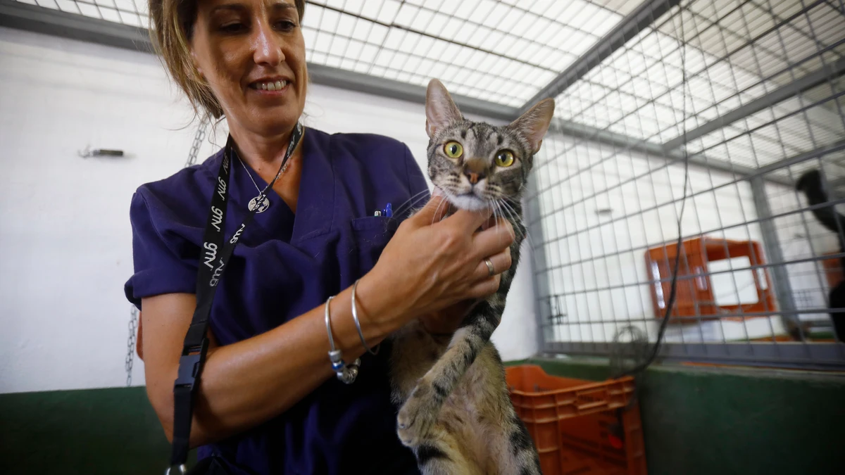 La Justicia multa con 600 euros por pegar una patada a un gato callejero
