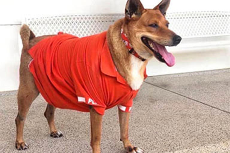 la principessa adotta Moo Daeng: il cane che aspettava il padrone morto ...