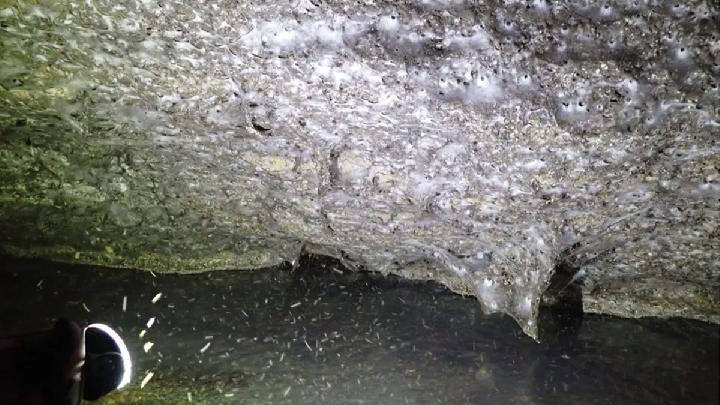 Jaring Raksasa Berisi 111.000 Laba-laba Ditemukan di Gua Sulfur