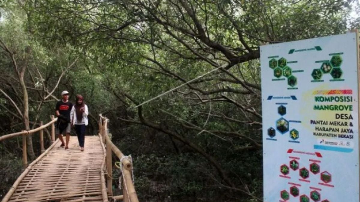 Fungsi Kunci Hutan Mangrove yang Terabaikan untuk Ekosistem dan Nelayan