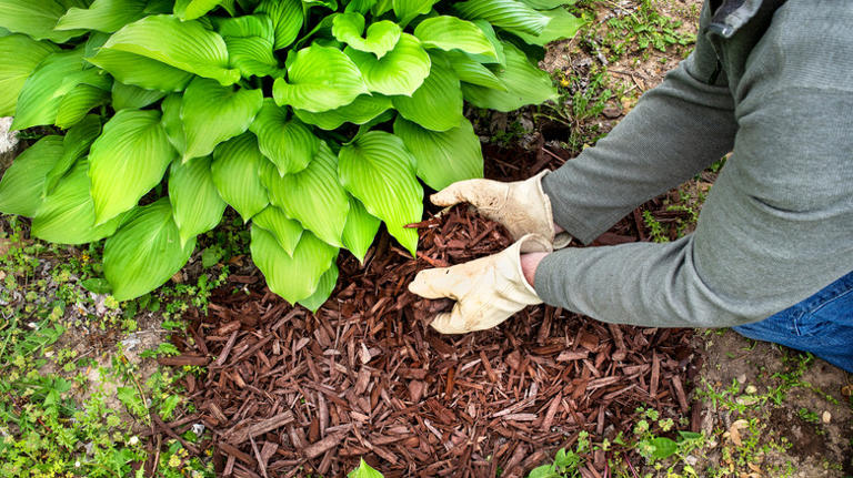 Prepare Your Hostas For Winter With One Simple Addition To The Soil