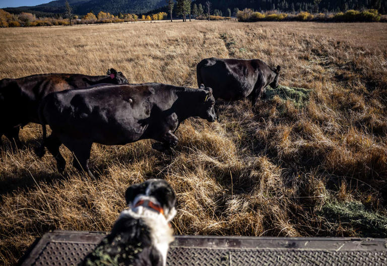 These endangered predators have finally returned. Should California be ...