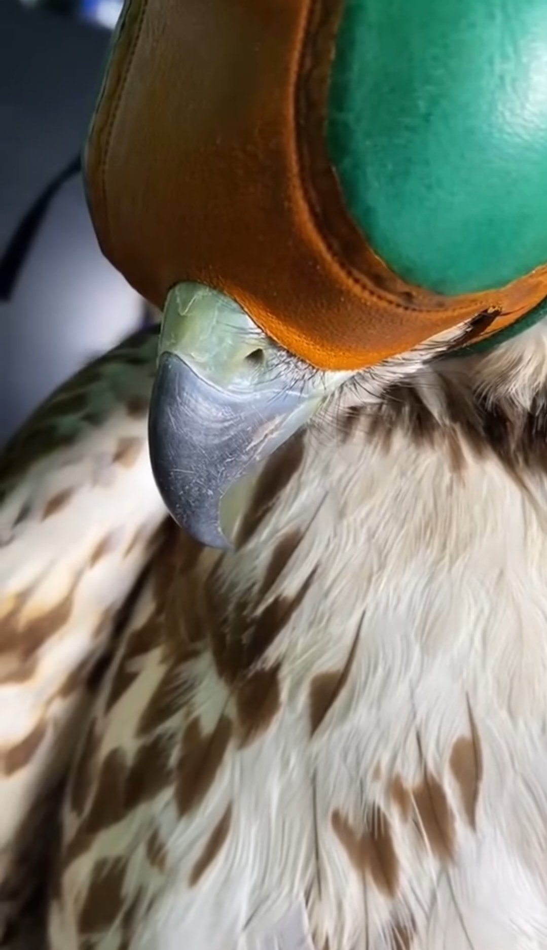 Meet Rio, the Red Talk Hawk!