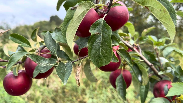 The Best Apple Varieties You Can Grow That Are Great For Snacking