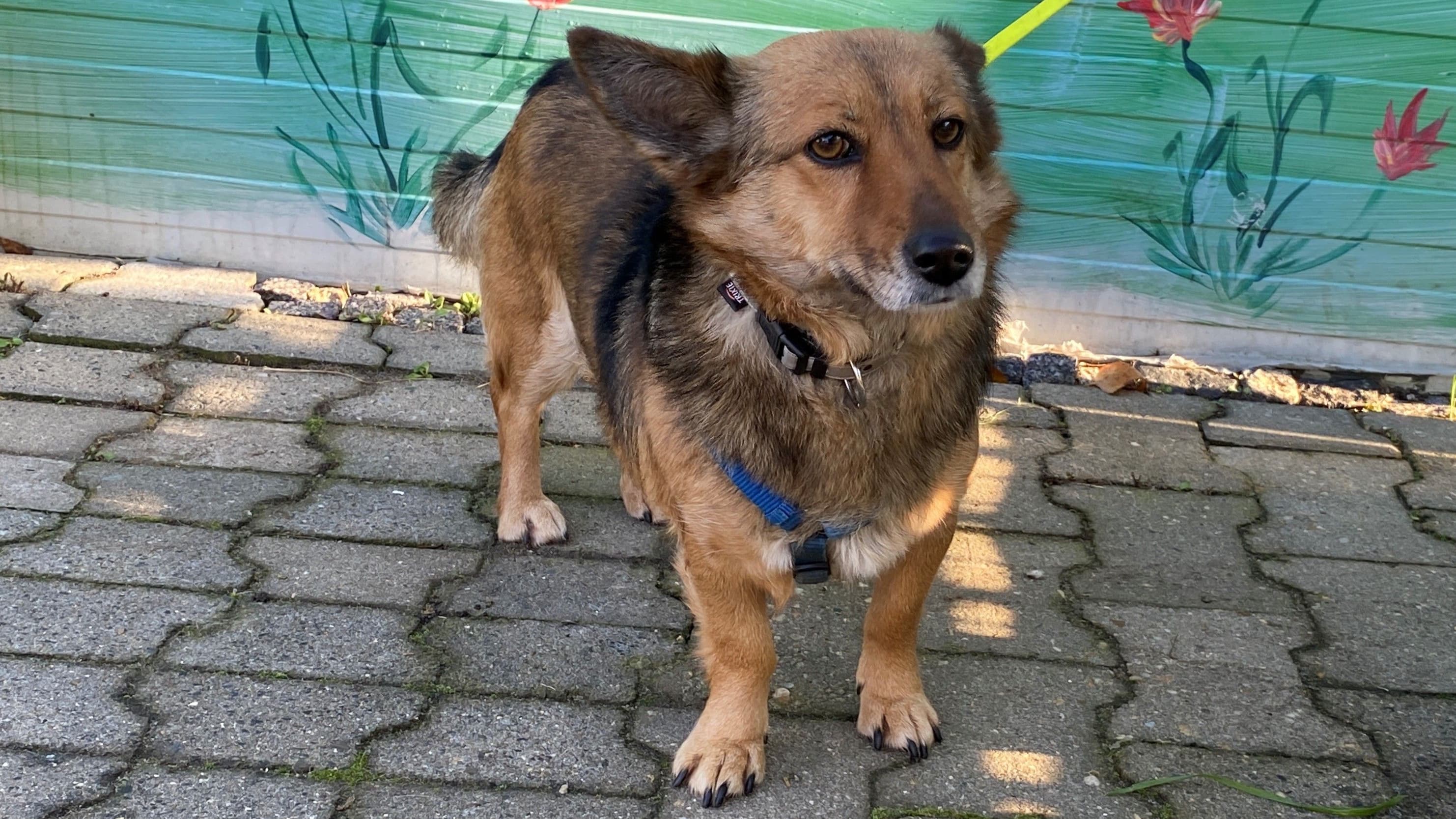 Ruhiger und neugieriger Hund: Spitz-Mix Lena ist eine sanfte Seele