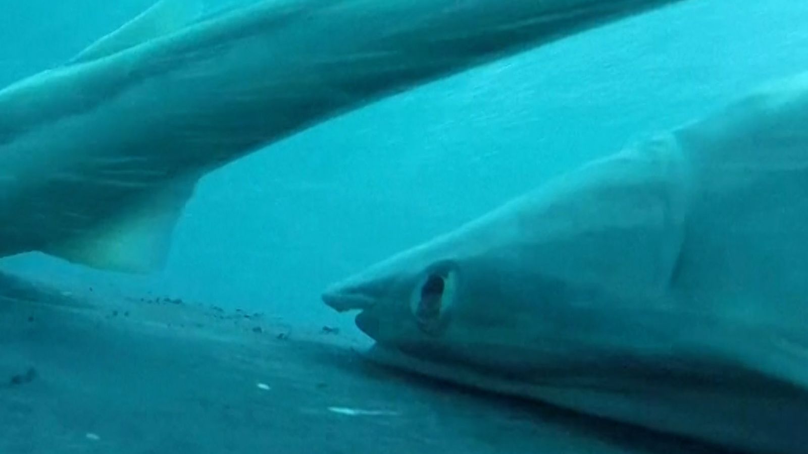 Rare footage shows fish riding whale