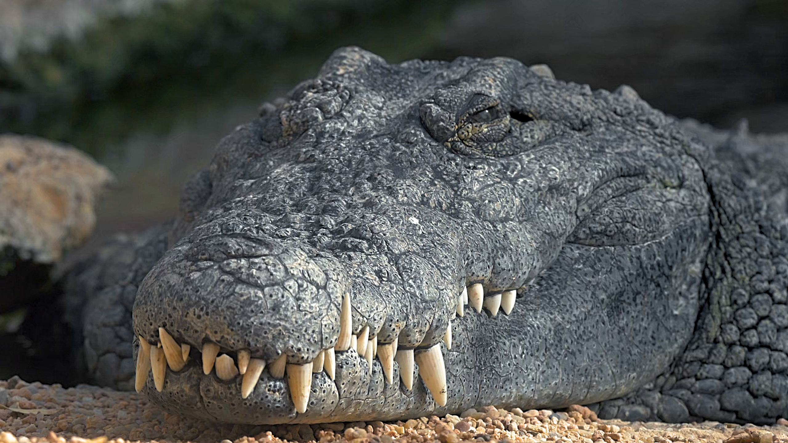 A Crocodile Visits a Hidden Camera?