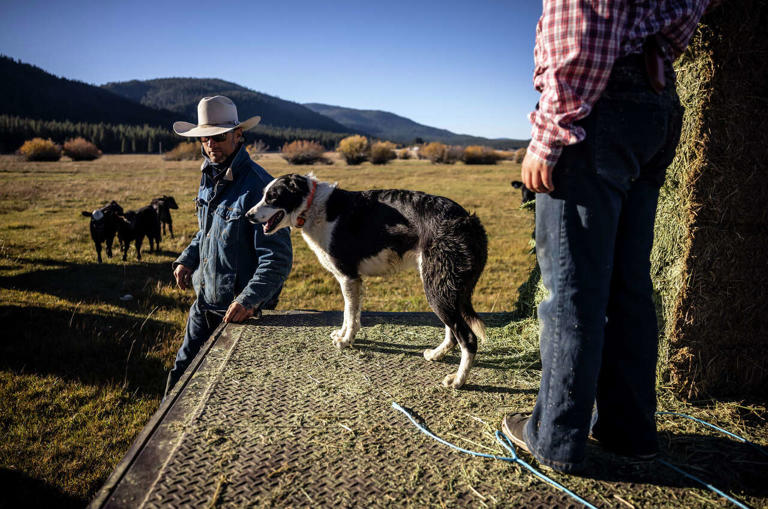 These endangered predators have finally returned. Should California be ...