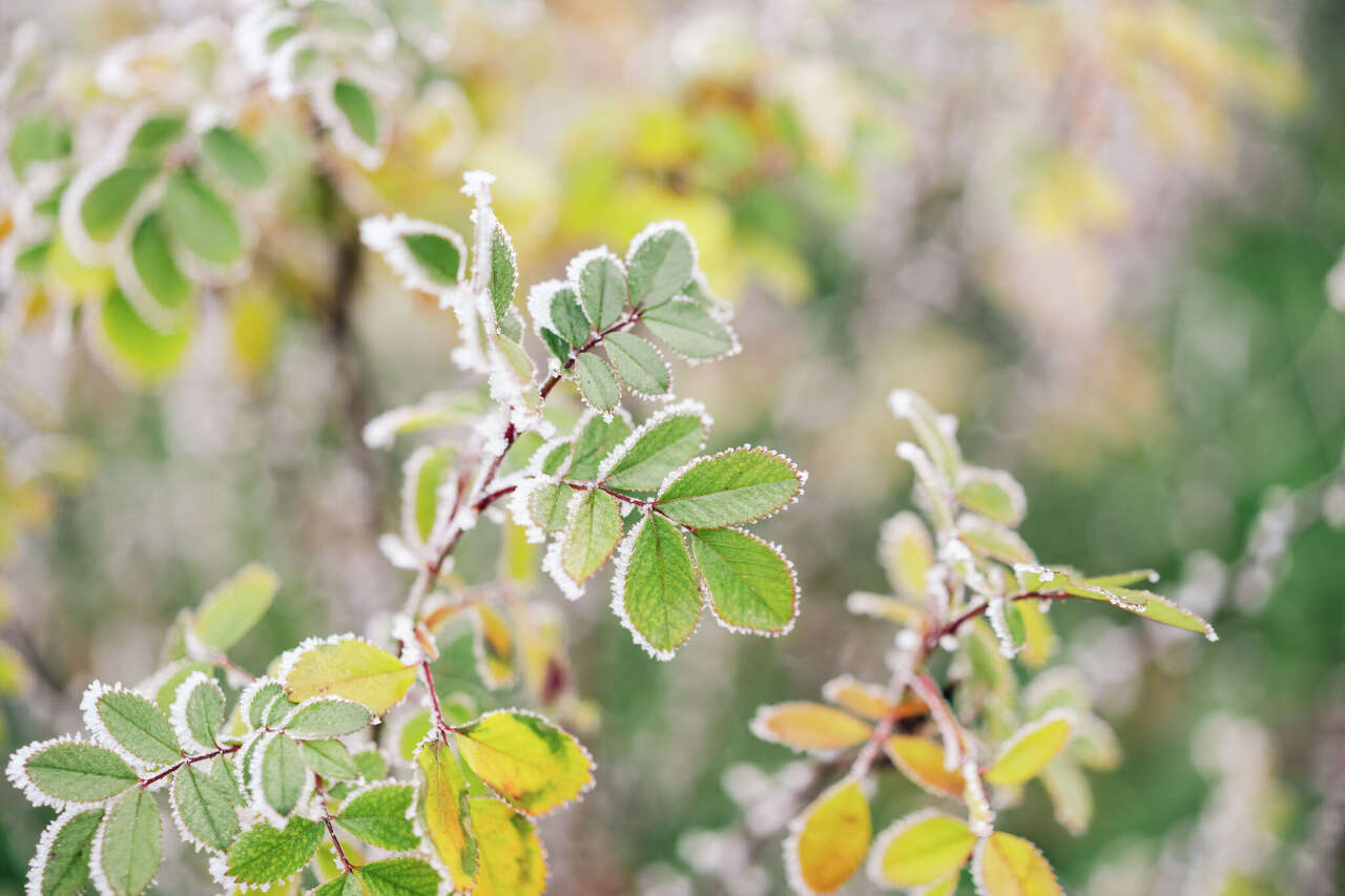 Hard freeze expected Sunday night across Edwardsville area