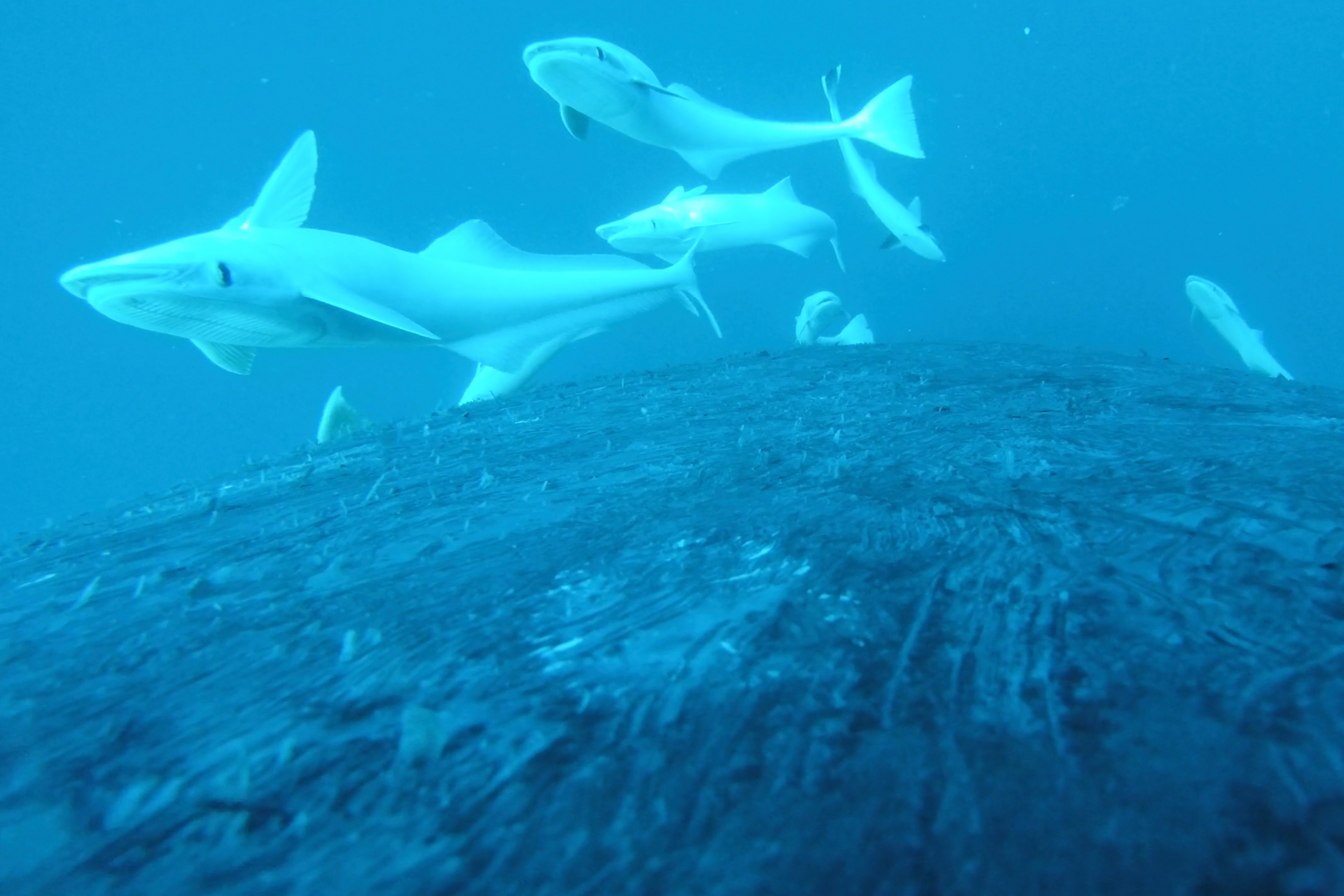 Rare video shows sucker fish riding whale ‘roller coaster’ in Australia