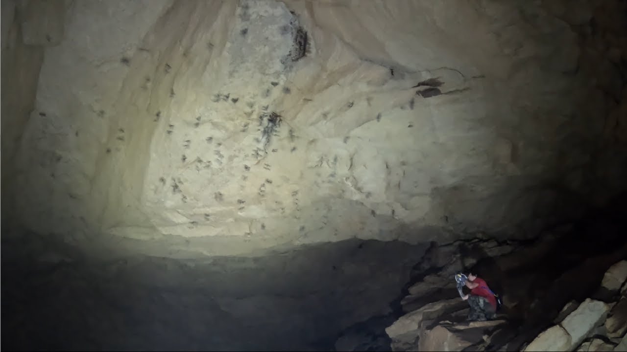 Cameras Record The Chaos As Hundreds Of Bats Took Over The Cave