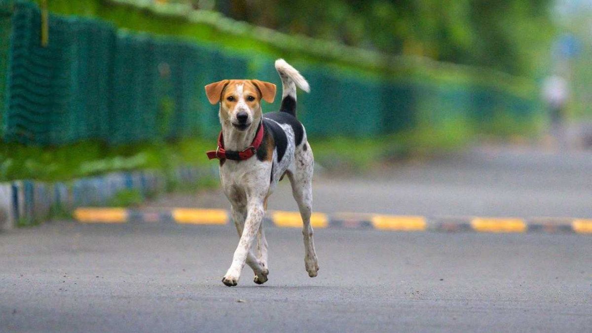 91% of Indians report feeling safer because of street dogs, says new survey