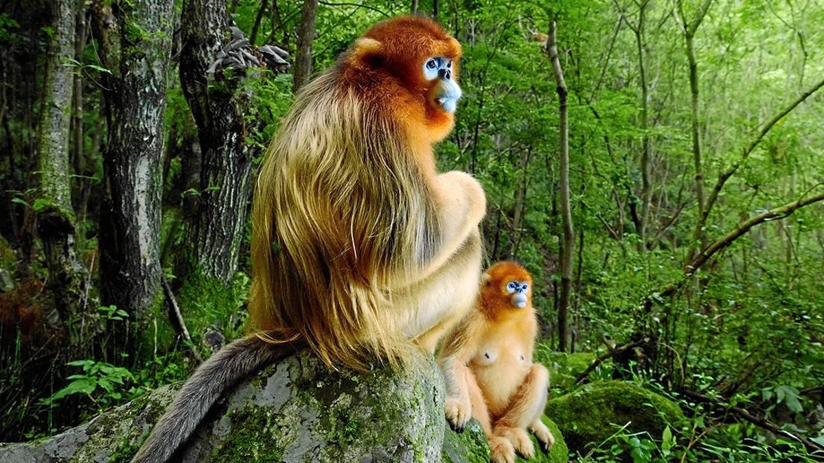 Los raros monos dorados de China viajan por primera vez a Europa en un ...