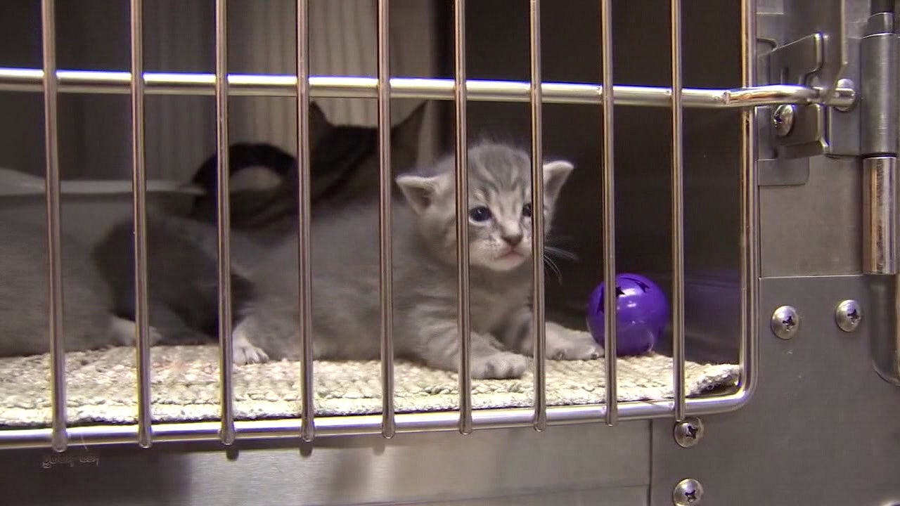 Humane Society of Tampa Bay halts stray cat, kitten intakes due to ...