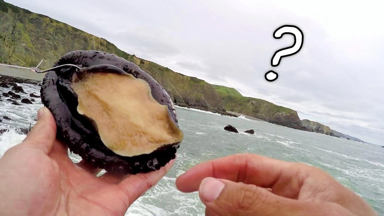 Drone Fishing FAIL! + Weirdest Sea Creature I've Ever Hooked