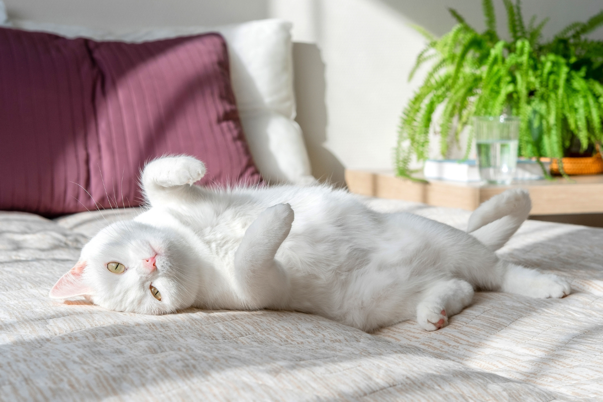 Stunning White Cat Demands Attention Until Mom Sees His Special Talent