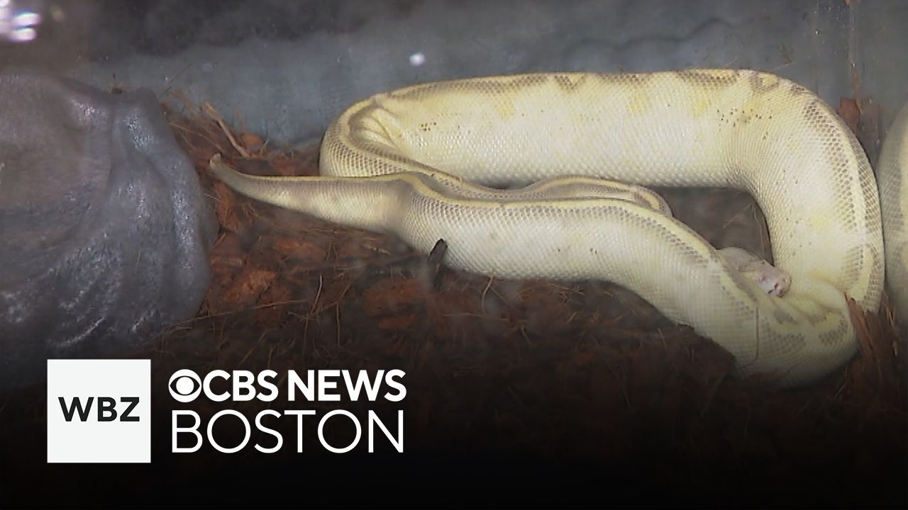 Snake appears in Rhode Island woman's apartment kitchen months after ...