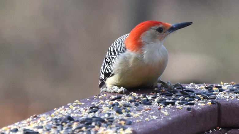 Easily DIY A Bird Feeder With Some Household Objects You Already Have