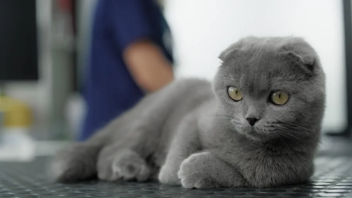 El estudio que pone en duda la salud de una de las razas de gato más ...