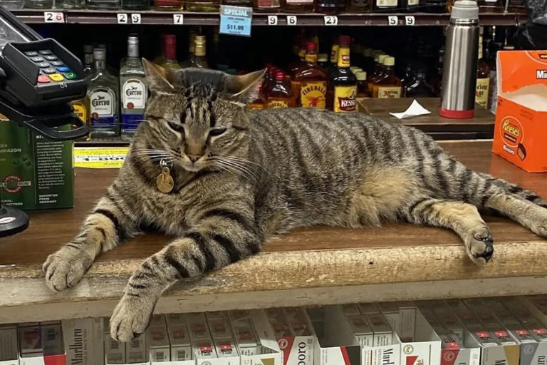 “Justicia para KitKat”: el robotaxi que mató a un gato y desató un ...