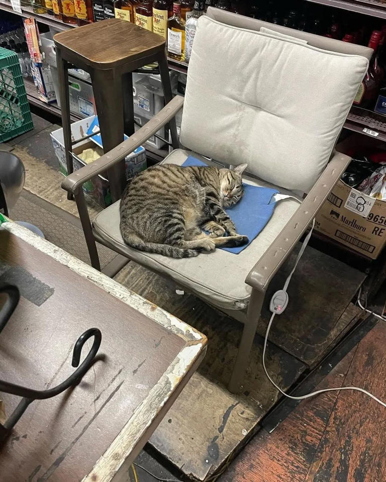 “Justicia para KitKat”: el robotaxi que mató a un gato y desató un ...
