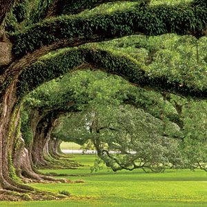 Live oak