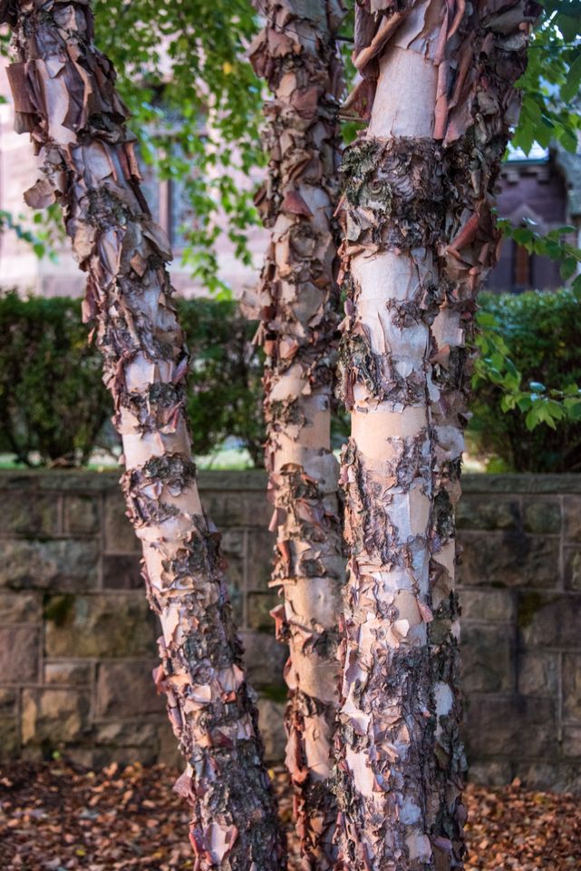 Close up of a Betula nigra 'Heritage' (River Birch)