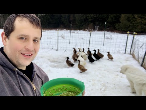 Special nutritional guide for feeding ducks during the winter months