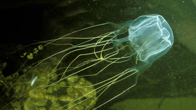 Can brainless animals think?