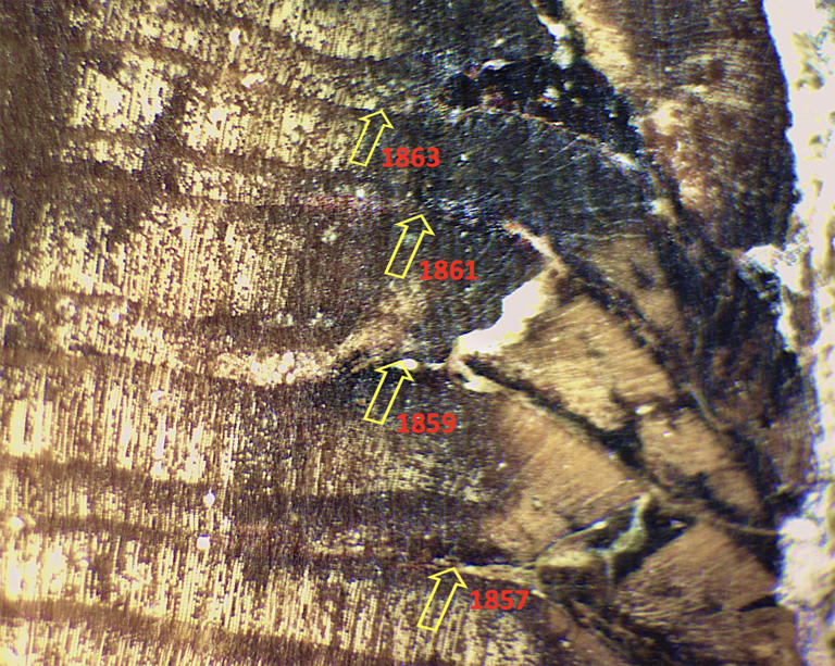 Tree rings reveal how Apache people used fire to shape and protect ...