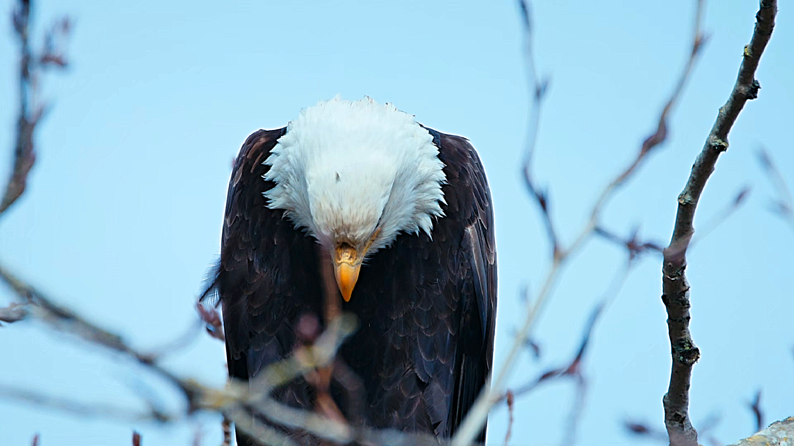 An Eagle Is Caught by a Hidden Camera as It Goes Hunting