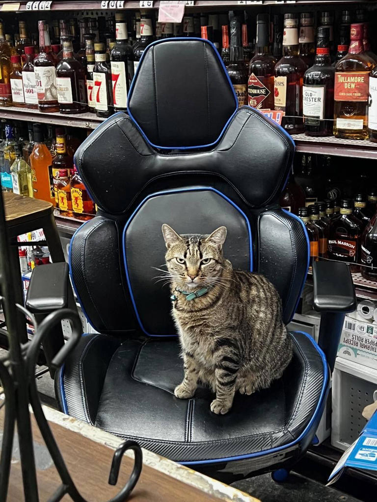 “Justicia para KitKat”: el robotaxi que mató a un gato y desató un ...