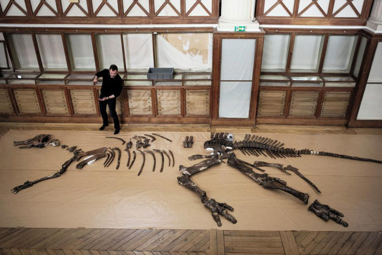 Los científicos podrían identificar el sexo de los dinosaurios a través de las lesiones sufridas durante el apareamiento.