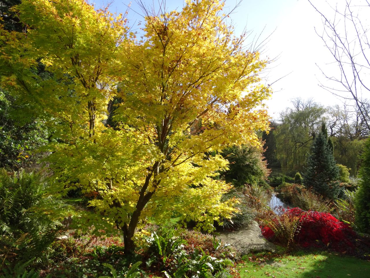 Japanese maple