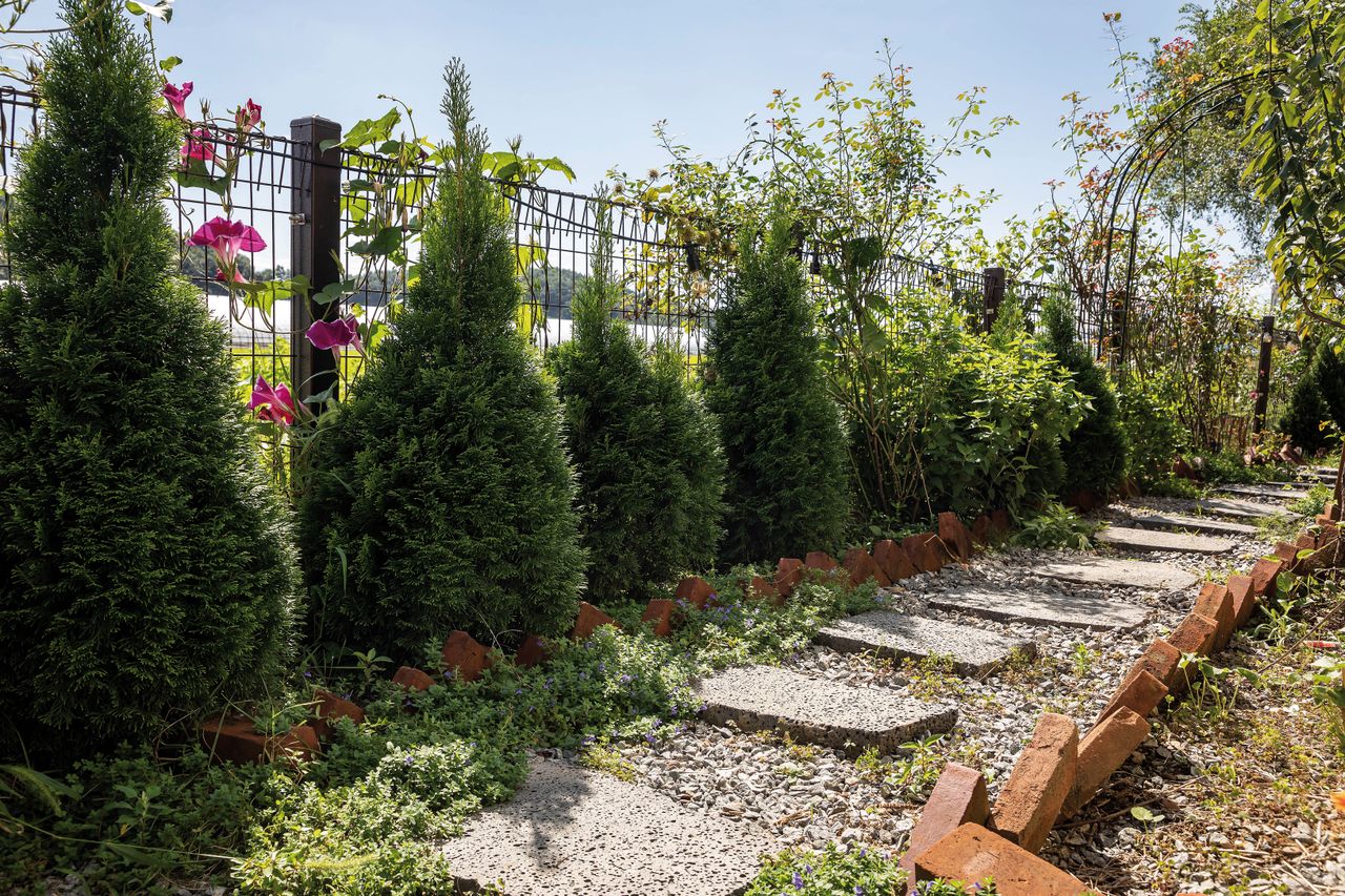 Skyrocket Juniper along fence
