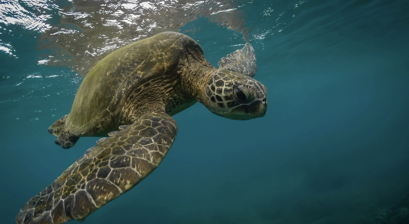 Cold-Stunned Sea Turtles Stranding on Cape Cod Beaches Need Immediate ...