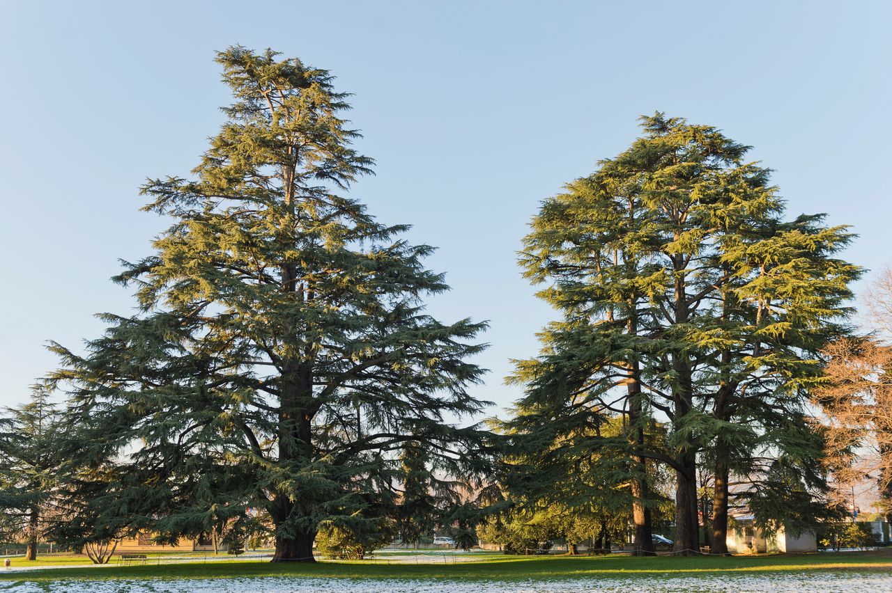 cedrus deodara tree