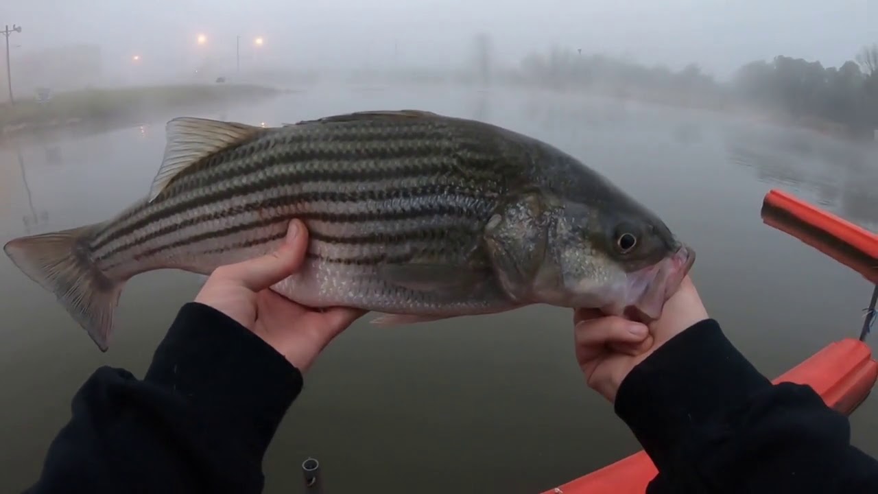 Arkansas anglers transform massive striper into poor man’s lobster