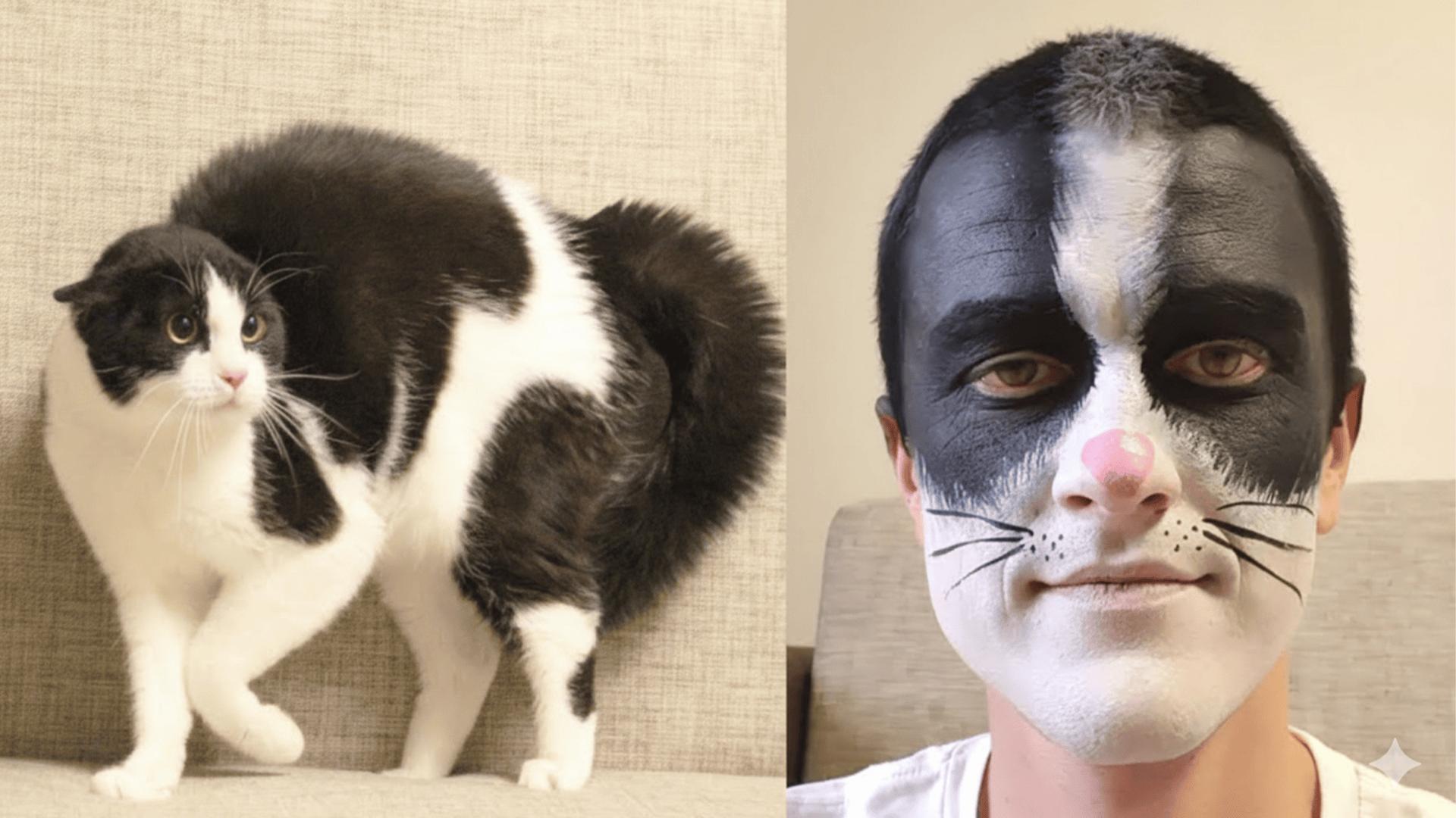 Cat Sees His Human Turn Into a Cat
