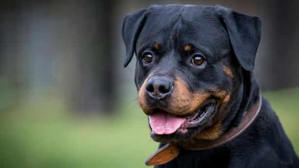 Rottweiler (Smbolfoto): Charles lebt seit fünf Jahren im Bremer Tierheim. (Quelle: Thomas Hahn /Eibner-Pressefoto/imago)